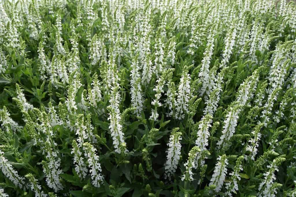 Salvia x sylvestris 'Schneehugel' ---